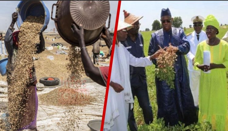 l'État fixe le prix du kilo de l'arachide à 250f...