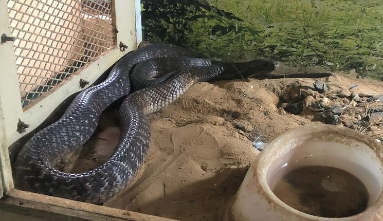 Un élève mordu par un serpent, les conditions d’apprentissage décriées.