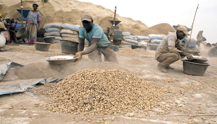 Campagne arachidière