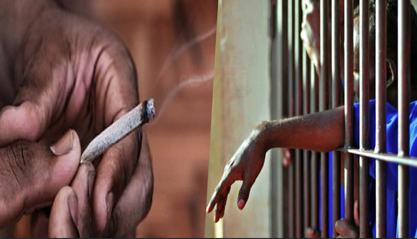 "Dafa diogué cote d'ivoire, niou diap ko teudjko 2ans prison": les révélations de ce fumeur de yamba