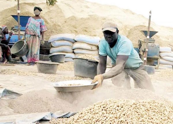 Mauvaise campagne arachidière à Kolda : La Sonacos rompt le contrat de près de 40 saisonniers