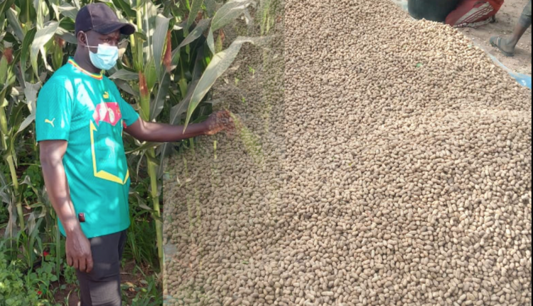 Passy/ Ndiagane Barka: les premières récoltes de maïs et d'arachides inondent les marchés.