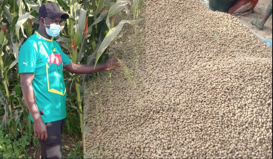 Passy/ Ndiagane Barka: les premières récoltes de maïs et d'arachides inondent les marchés.