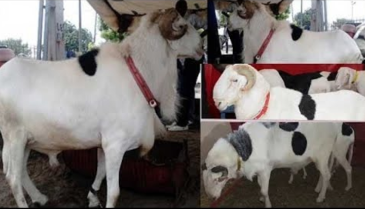 Opération Tabaski 2023: L’inquiétude plane sur la disponibilité des moutons et de ses prix